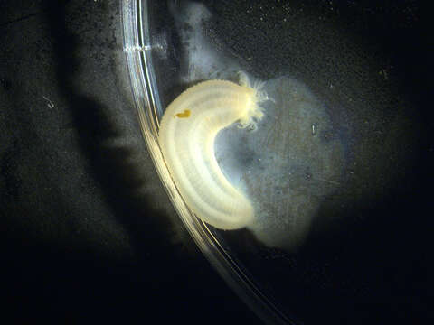 Image of slender footless sea cucumber