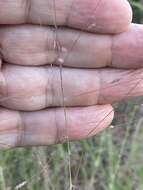 Image of Muhlenbergia capillaris var. capillaris