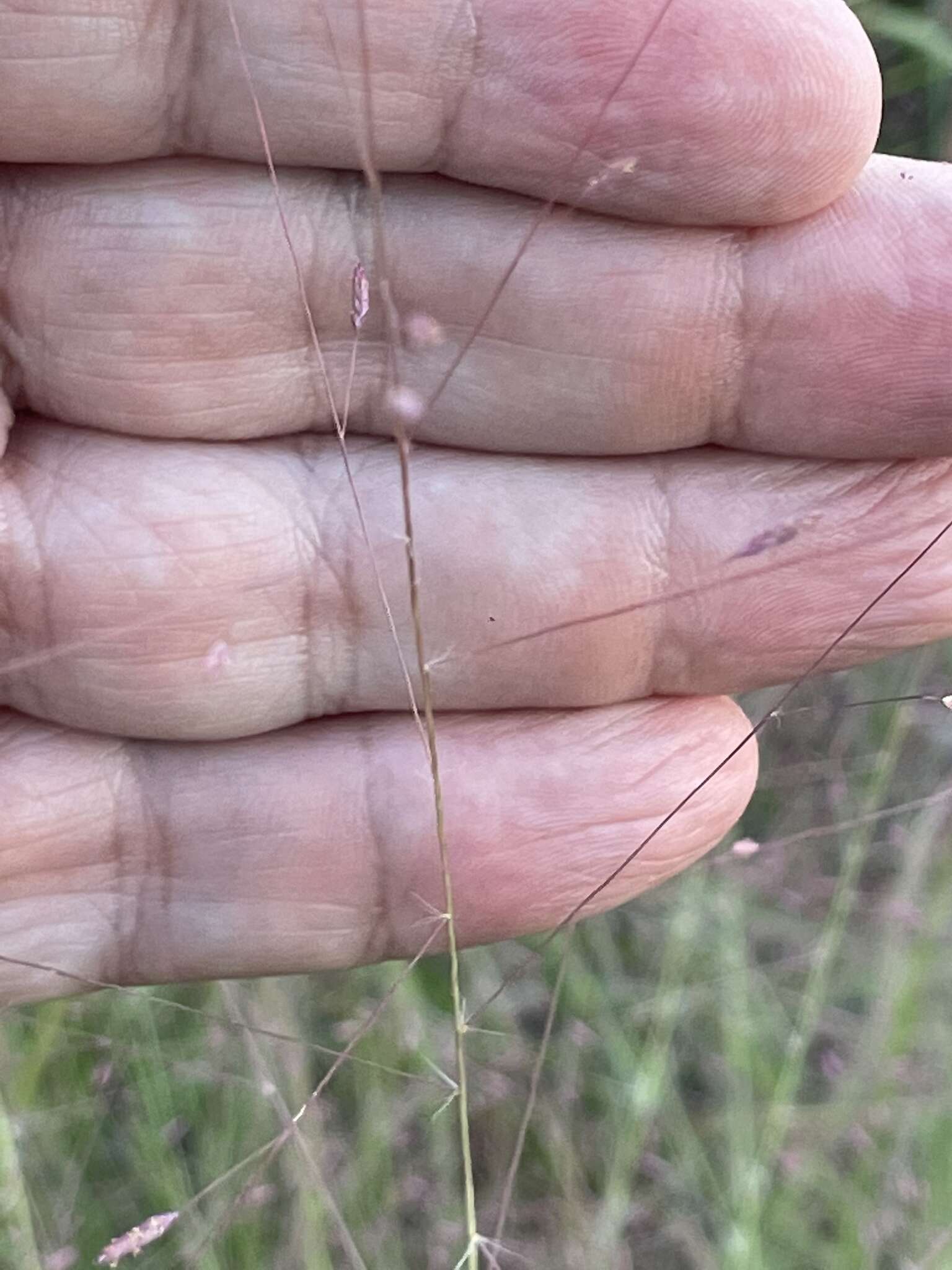 Image of Muhlenbergia capillaris var. capillaris