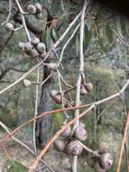 صورة Eucalyptus macrorhyncha F. Müll.