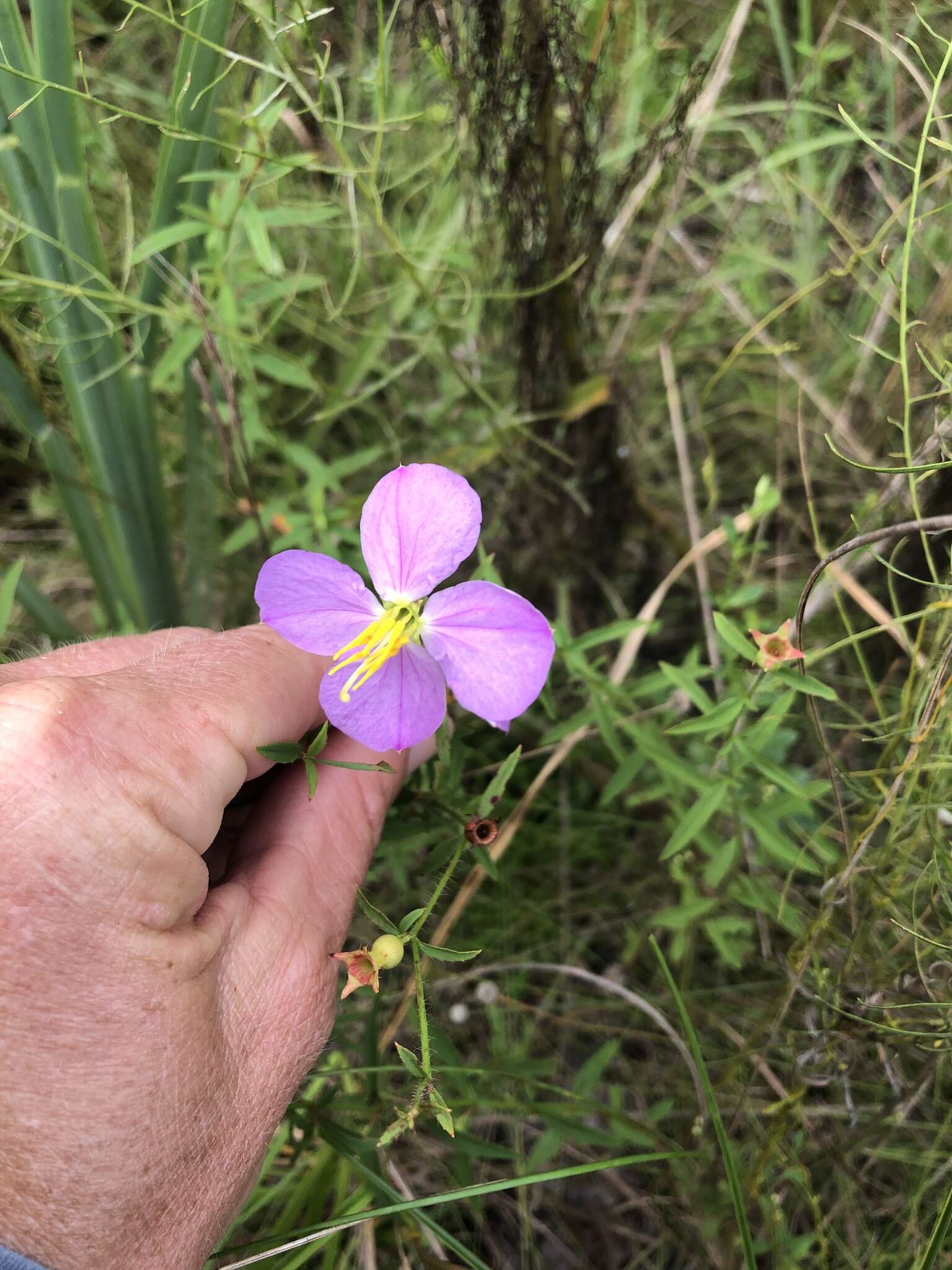 Imagem de Rhexia cubensis Griseb.