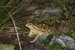 Image of Argentine toad