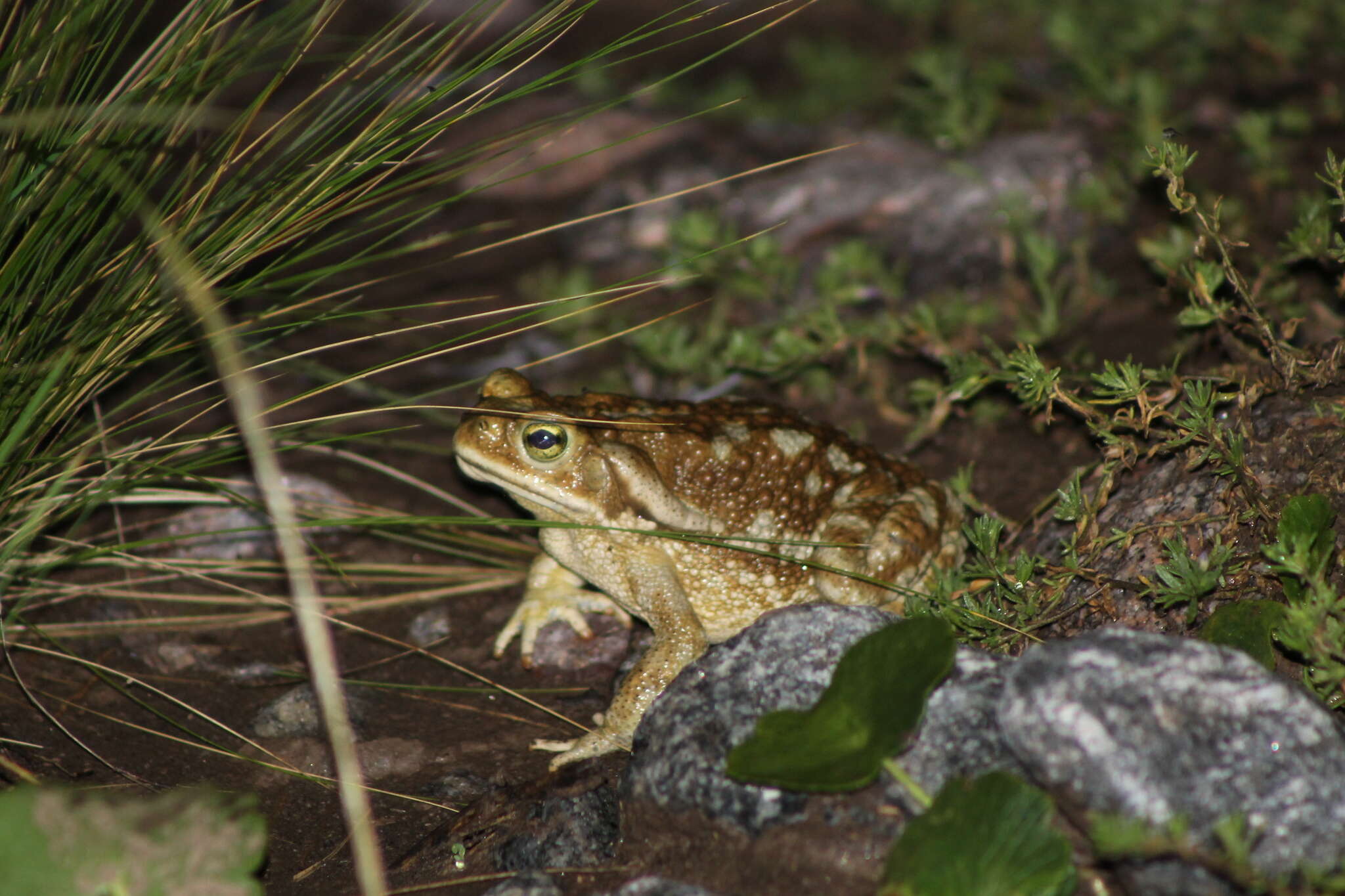 Image de Rhinella arenarum (Hensel 1867)