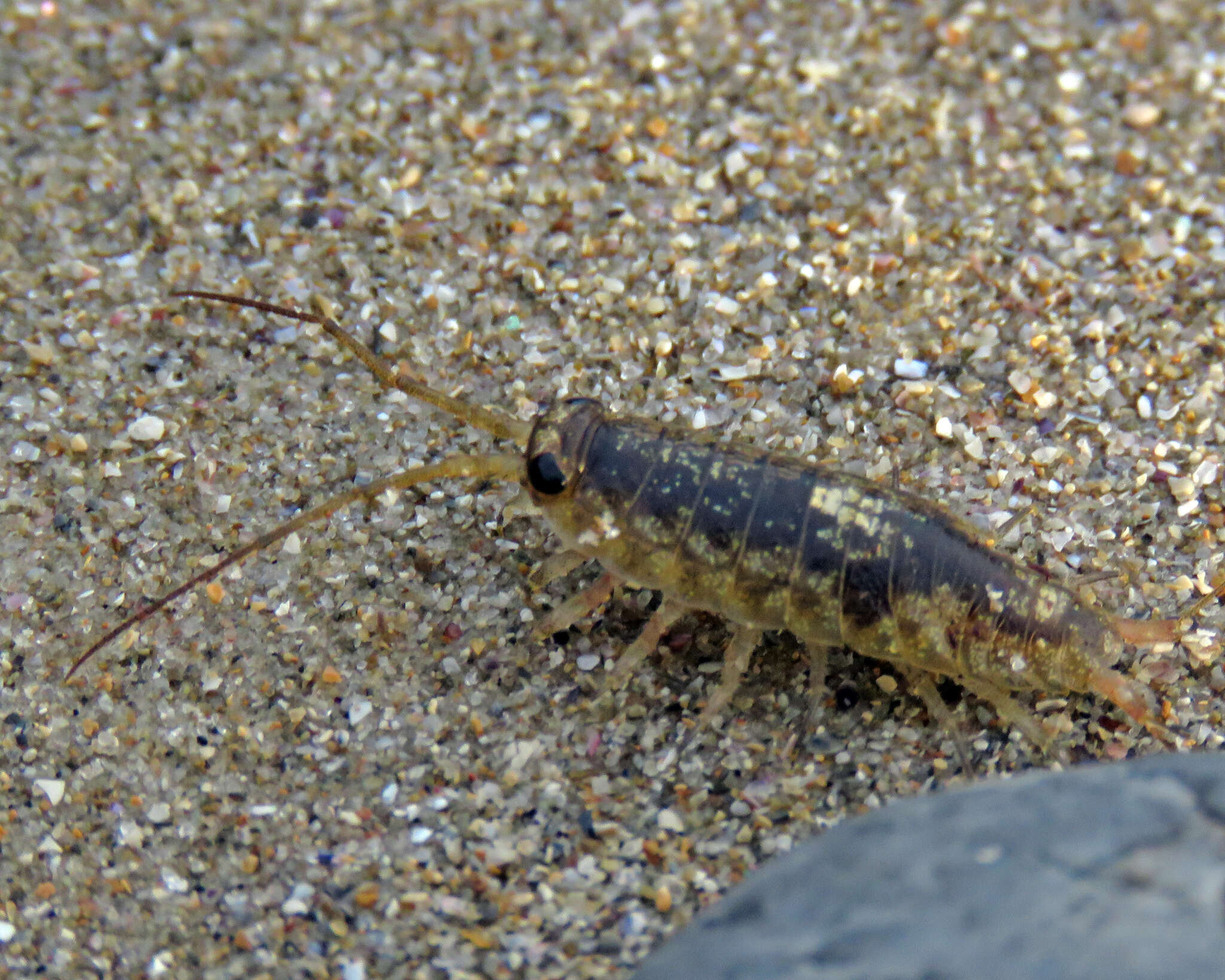 Ligia australiensis (Dana 1853) resmi