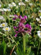 Image of Anacamptis morio subsp. morio