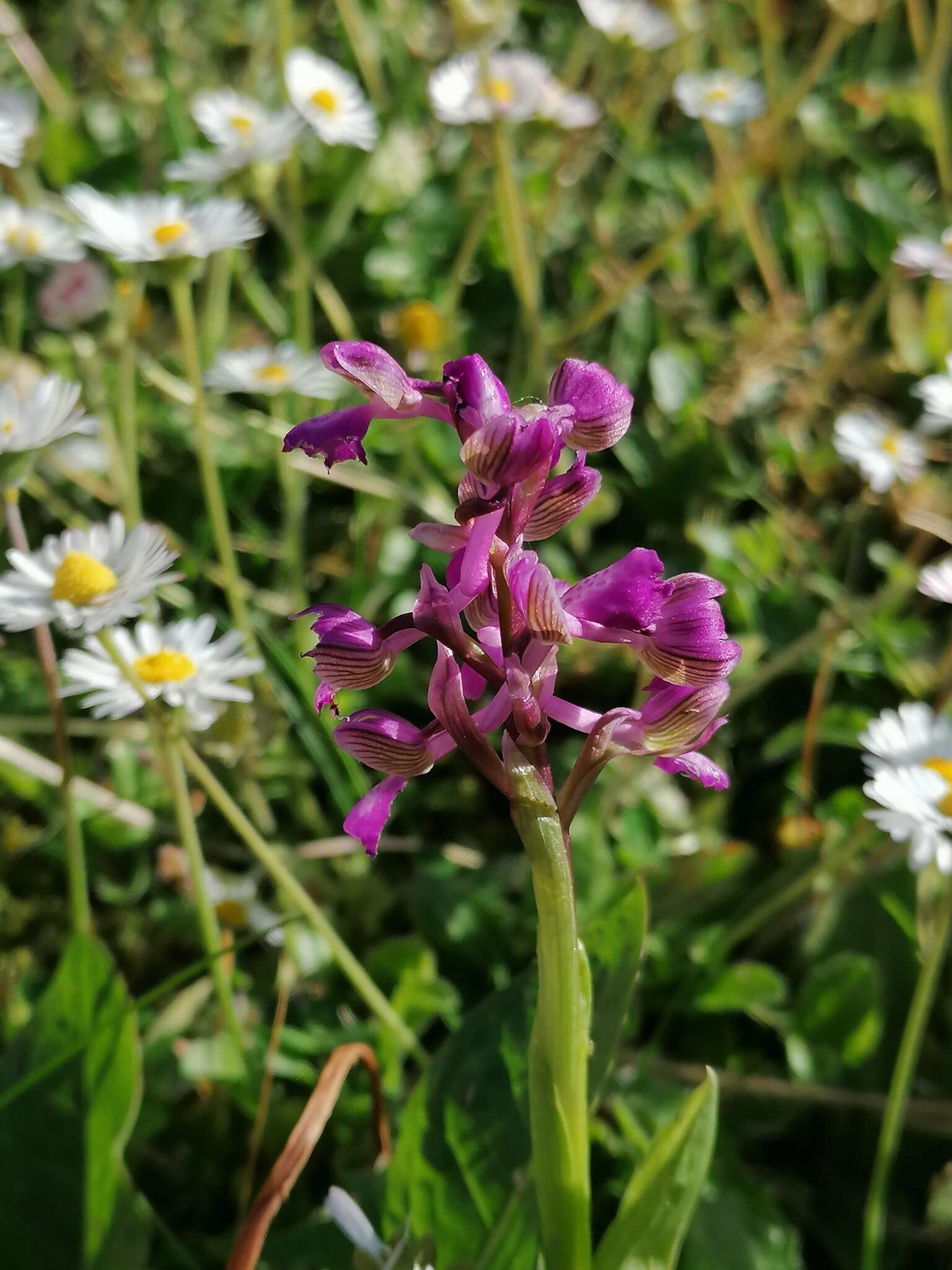 Image of Anacamptis morio subsp. morio