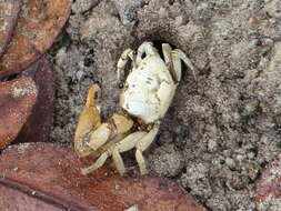 Image of Galápagos Fiddler Crab
