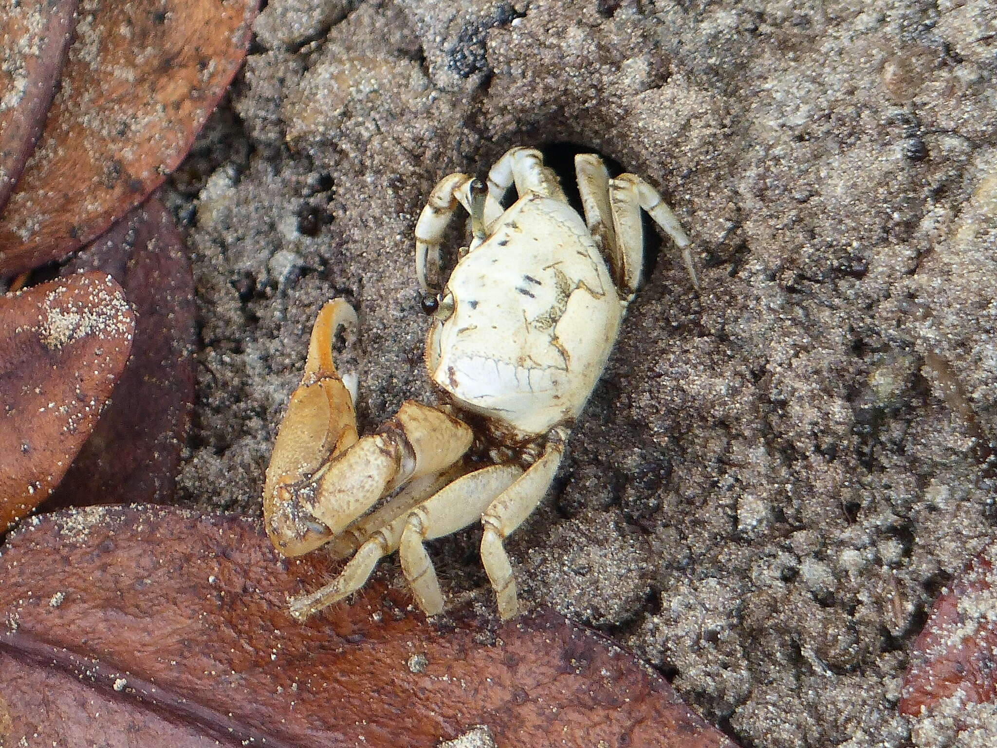 Image of Galápagos Fiddler Crab