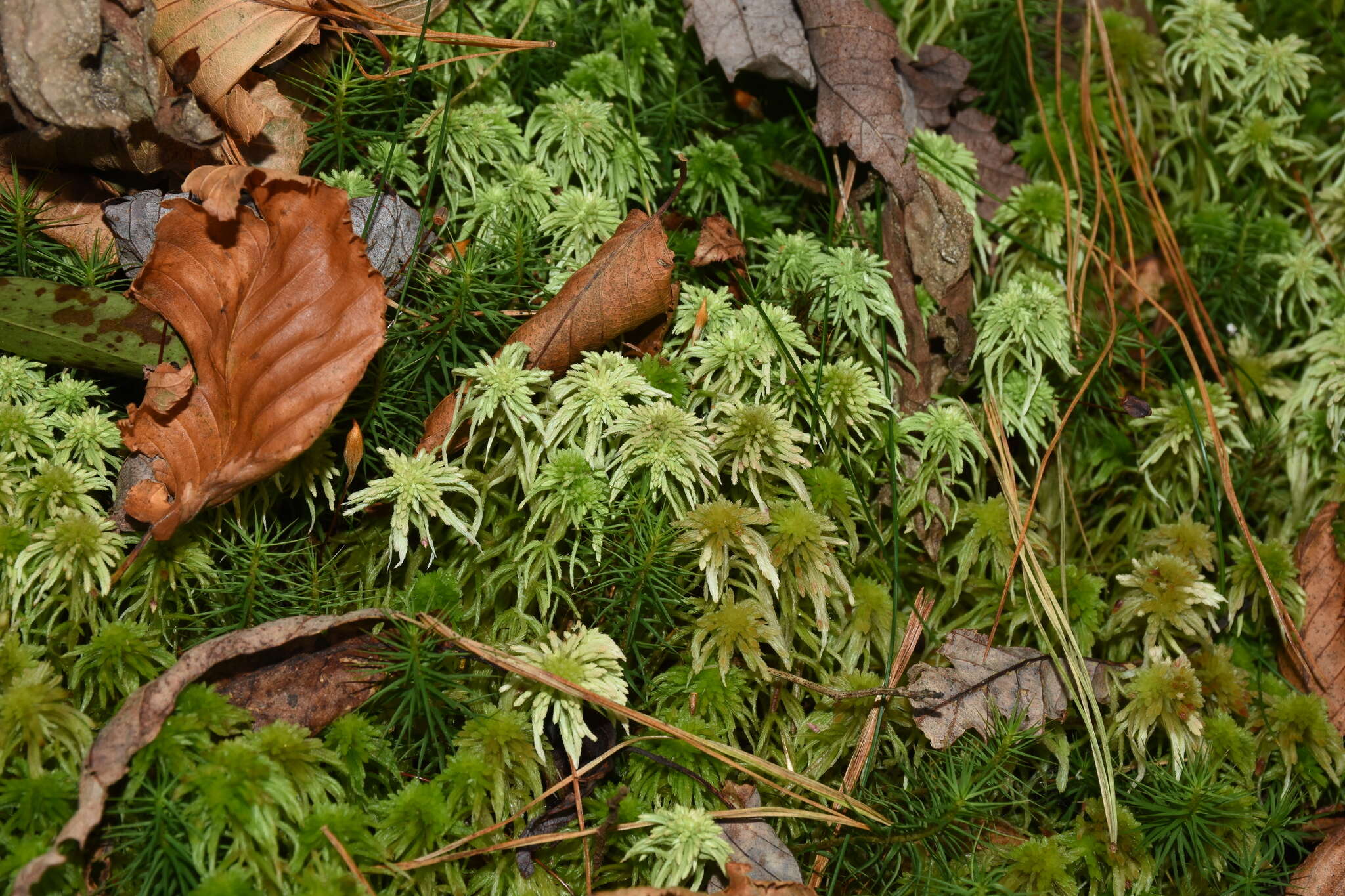 Imagem de Sphagnum quinquefarium Warnstorf 1886