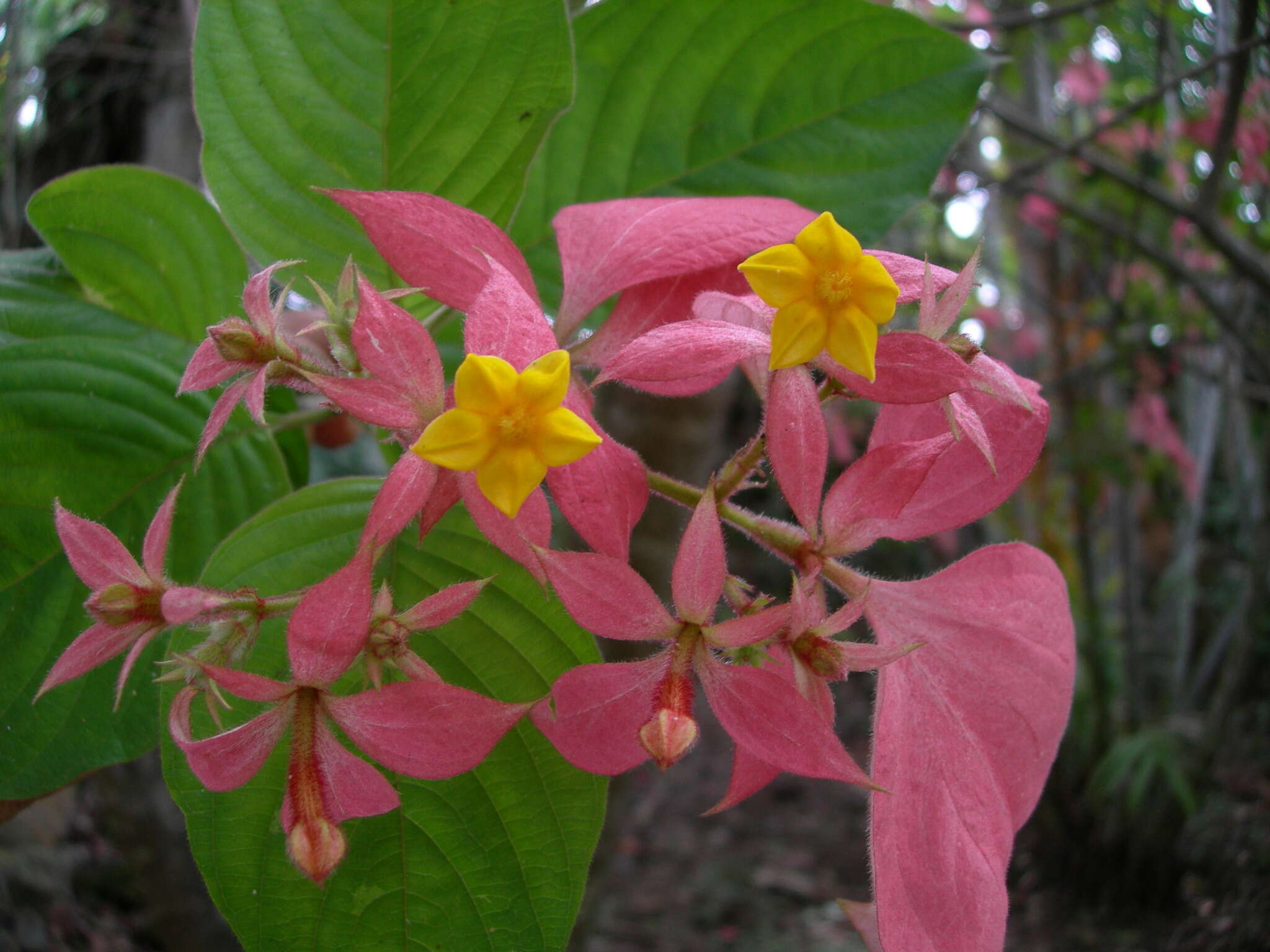 Image of red mussaenda