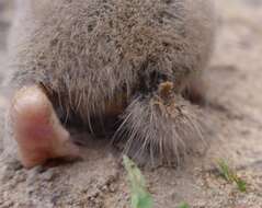 Image of Giant Mole-rat