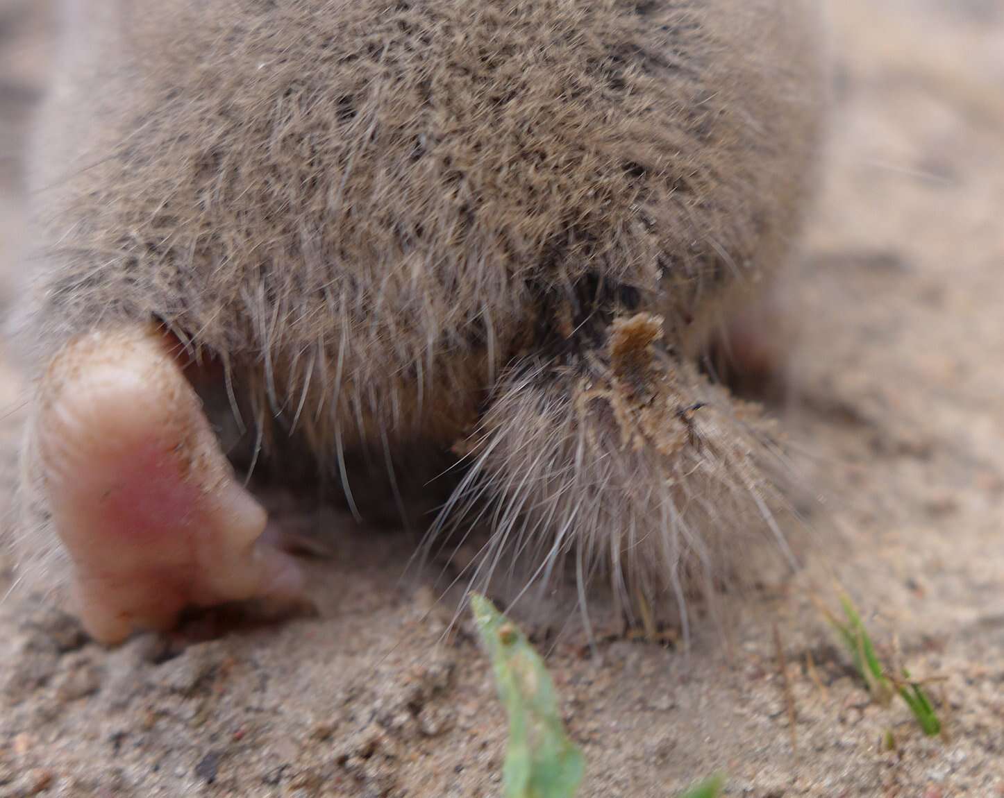 Imagem de Fukomys mechowii (Peters 1881)