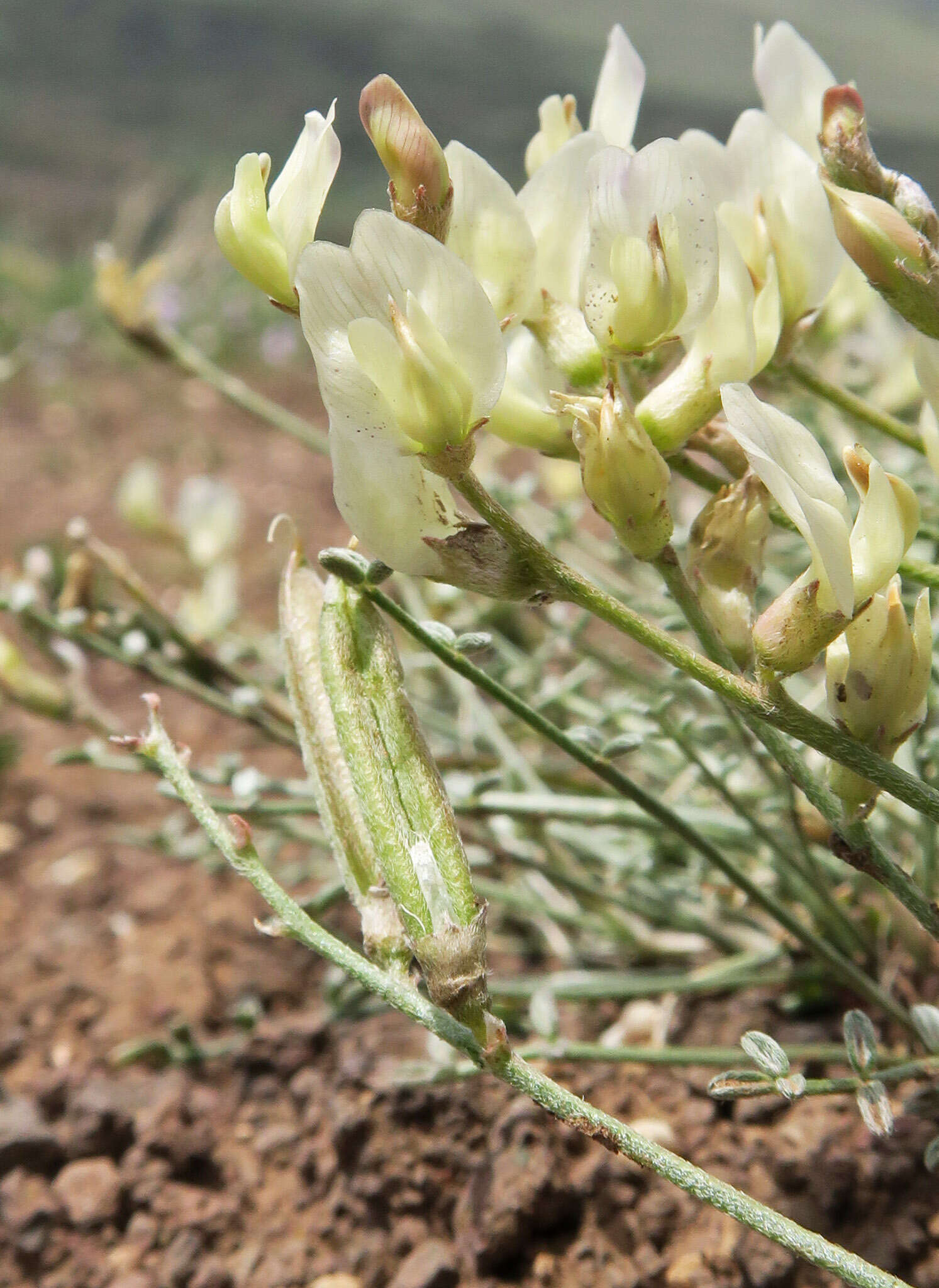 Imagem de Astragalus obscurus S. Wats.