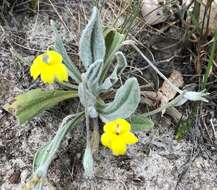 Image of Goodenia robusta (Benth.) K. Krause