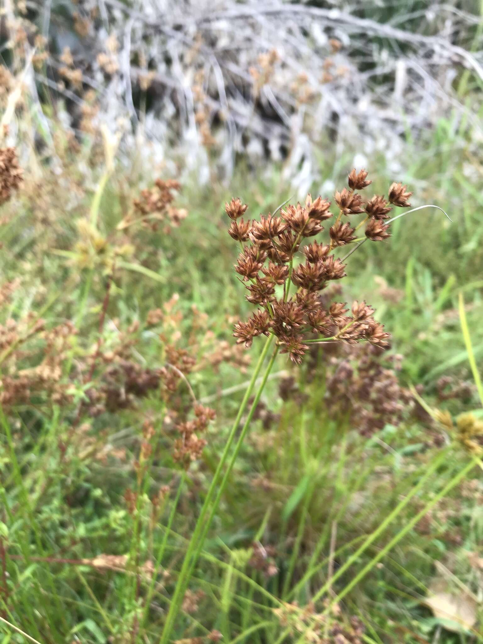 صورة Juncus capensis Thunb.