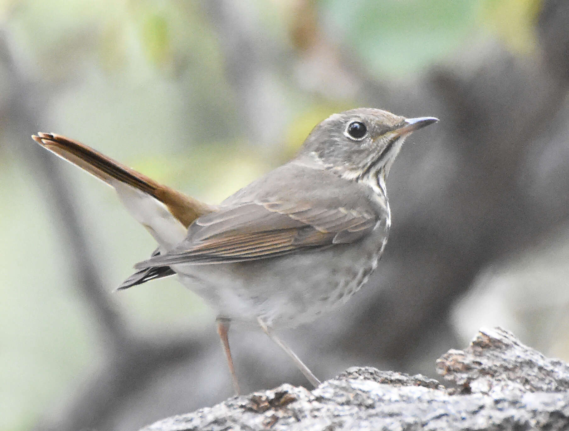 Image of Catharus guttatus auduboni (Baird & SF 1864)