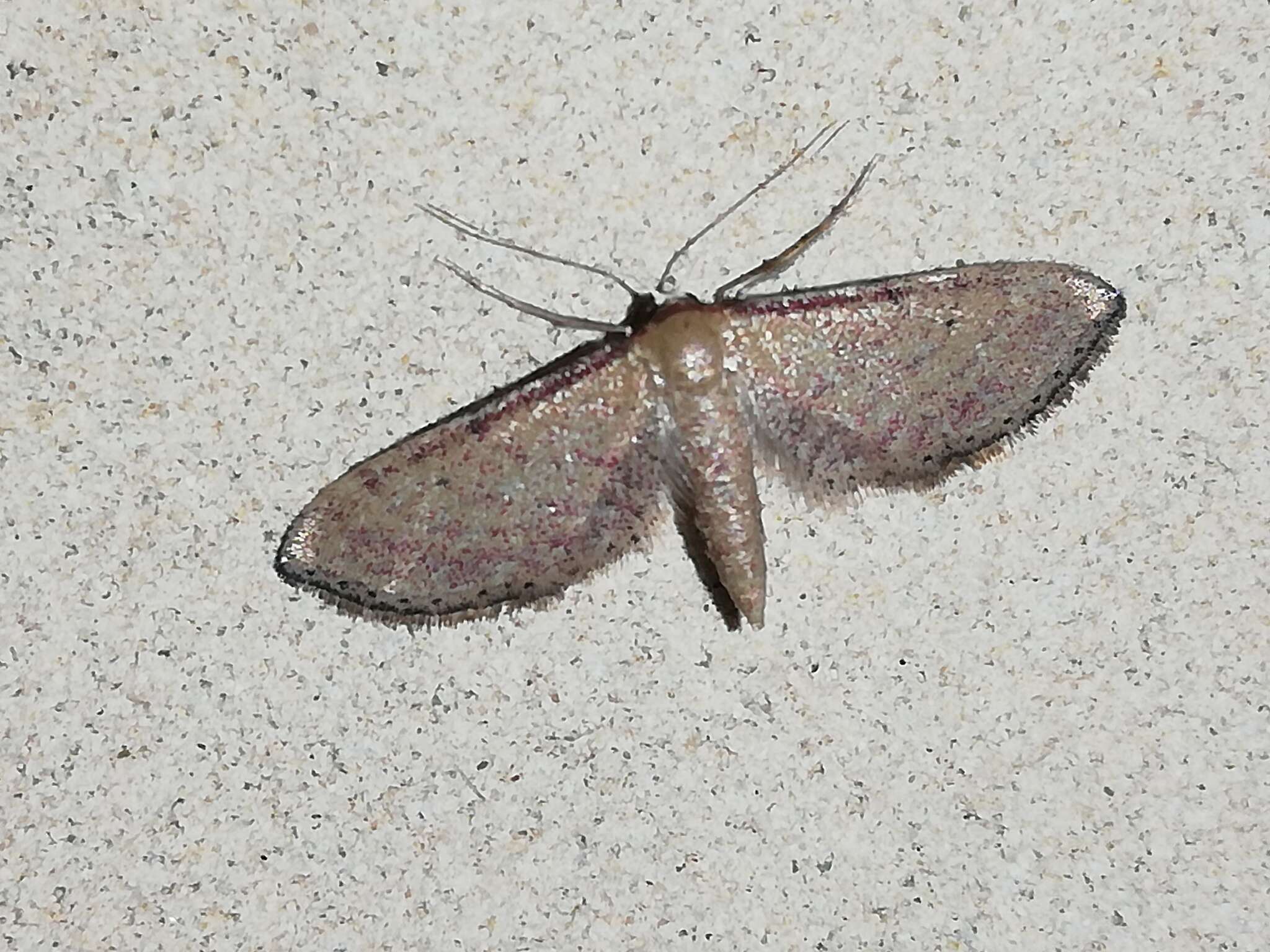 Image of Idaea infirmaria Rambur 1833