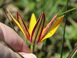 Image of Pauridia canaliculata (Garside) Snijman & Kocyan