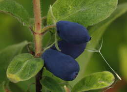 Imagem de Lonicera caerulea L.