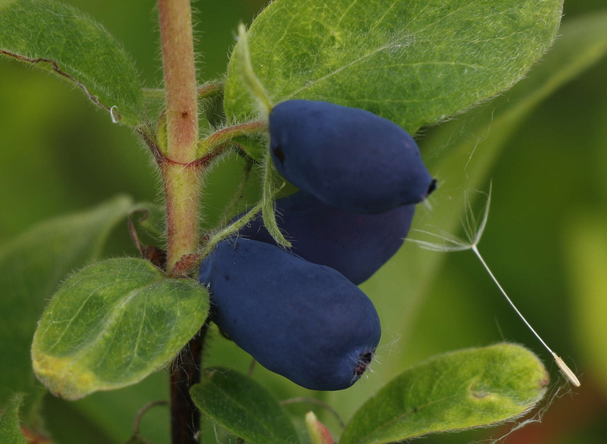 Imagem de Lonicera caerulea L.