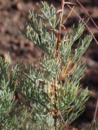 Image of Asparagus glaucus Kies