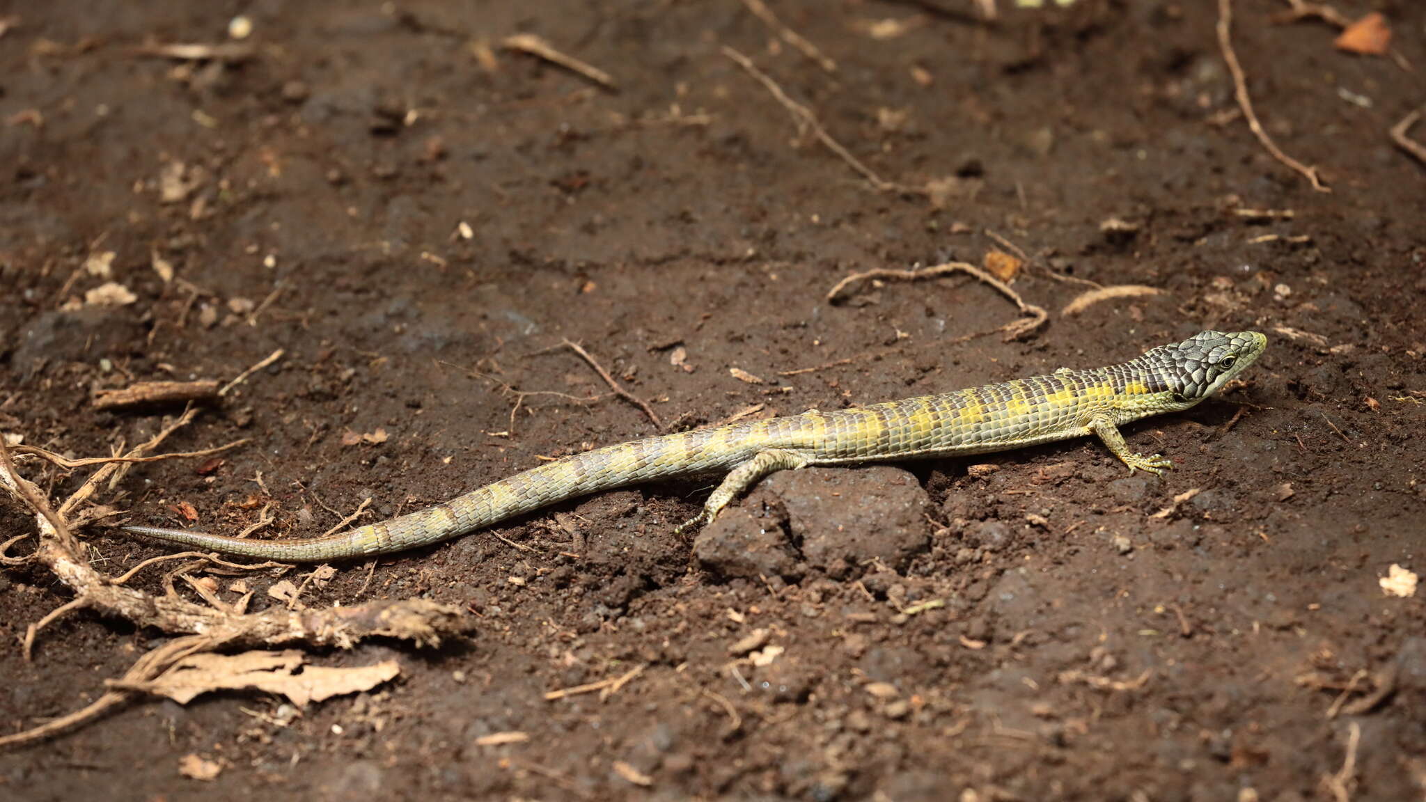 Image of Chiszar's Arboreal Alligator Lizard