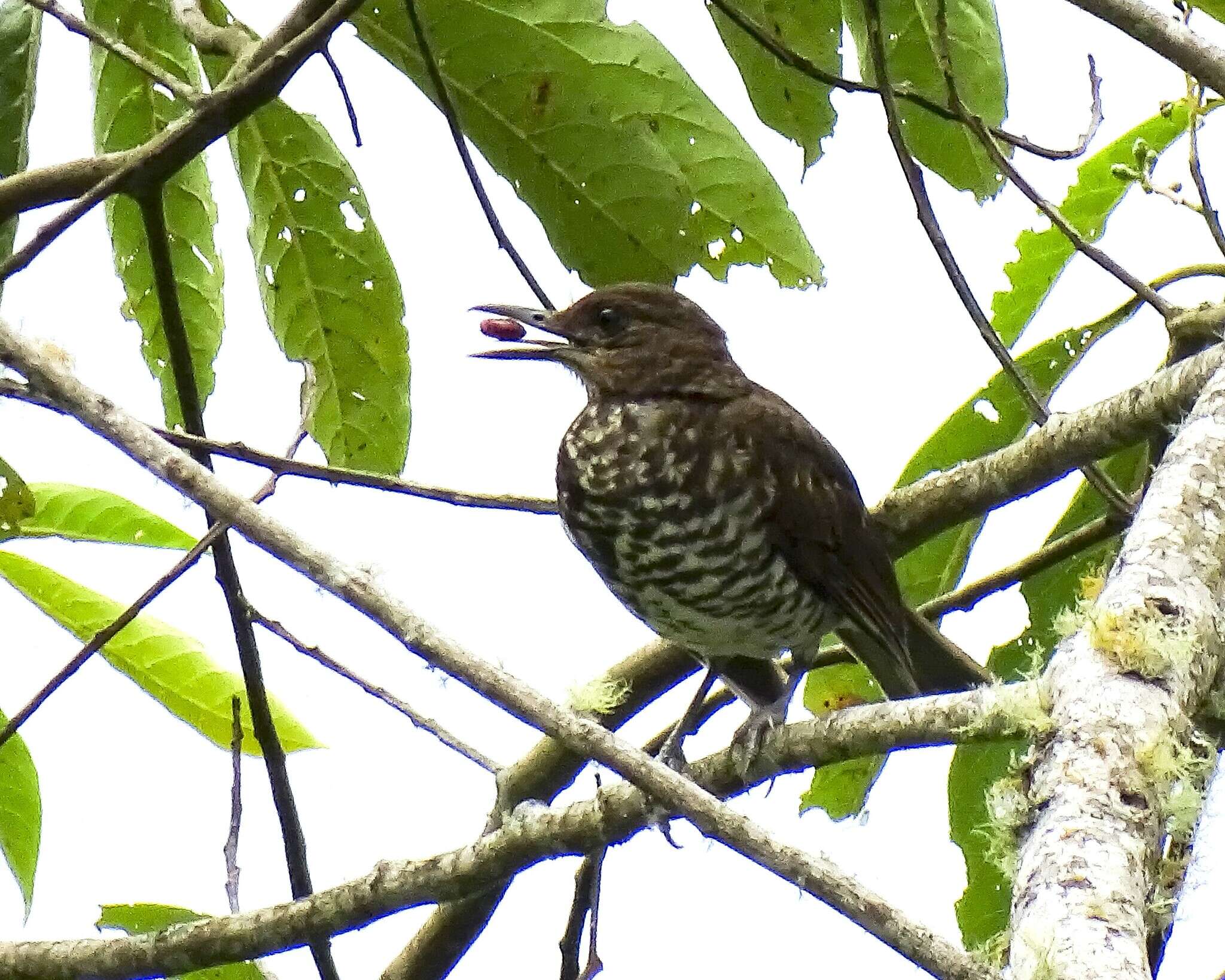 Image of Maranon Thrush