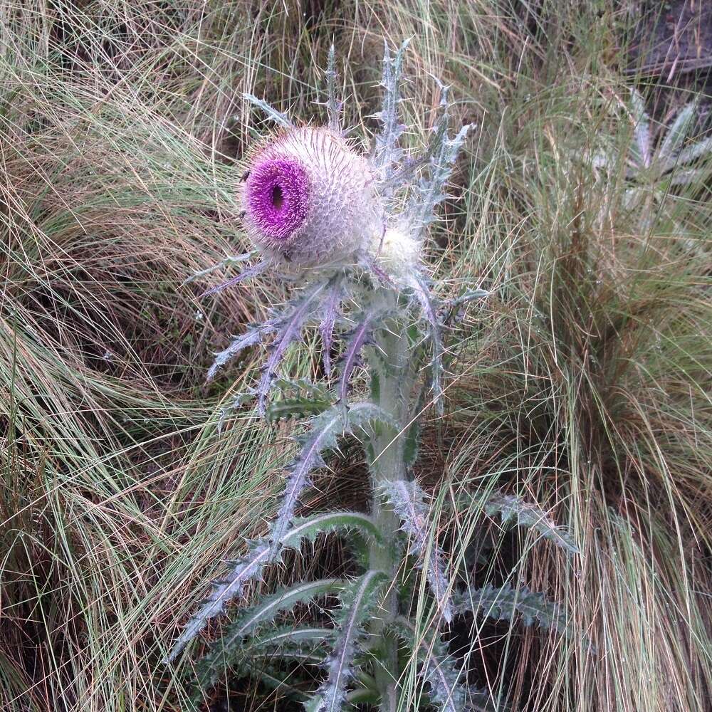 Image of Cirsium nivale (Kunth) Sch. Bip.