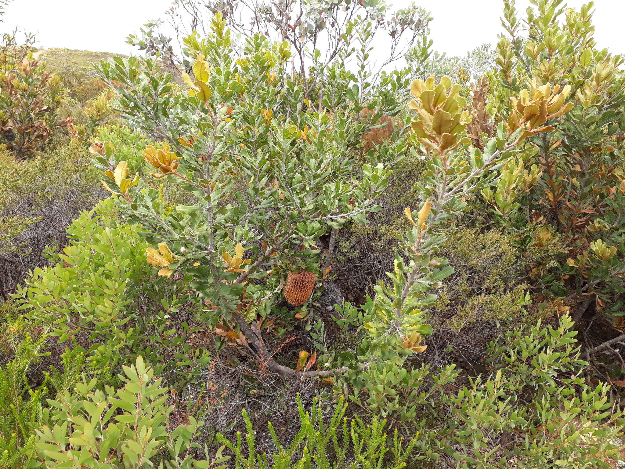 Image of Banksia lemanniana Meissn.