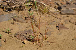 Image of Rufous Wood-Rush