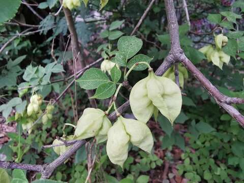 Image of Staphylea pringlei S. Wats.