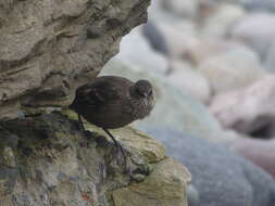 Image of Peruvian Seaside Cinclodes