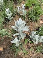 Image of Helichrysum thapsus (Kuntze) O. Hoffm.