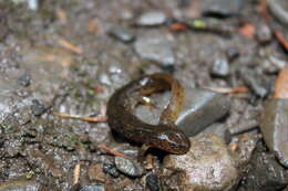 Image of Cascade Torrent Salamander