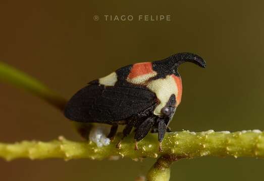 Image of Enchophyllum quinquemaculata Fairmaire