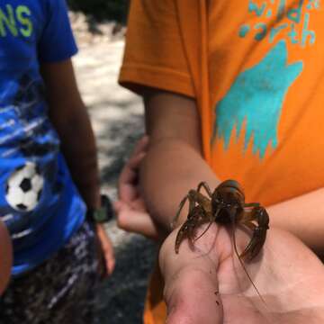 Image of Appalachian brook crayfish