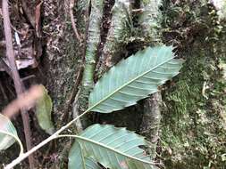 Imagem de Quercus stenophylloides Hayata