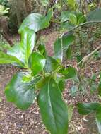 Image of Coprosma macrocarpa Cheeseman