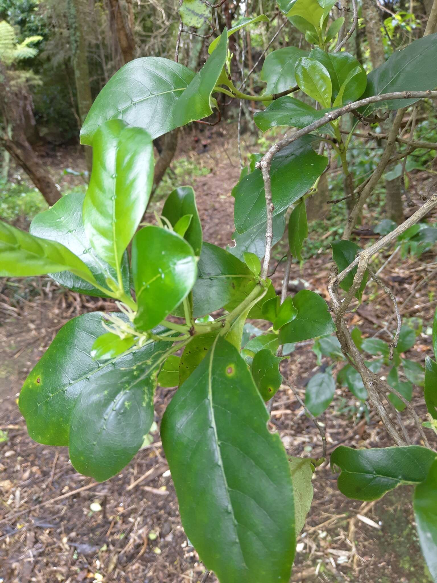 Imagem de Coprosma macrocarpa Cheeseman