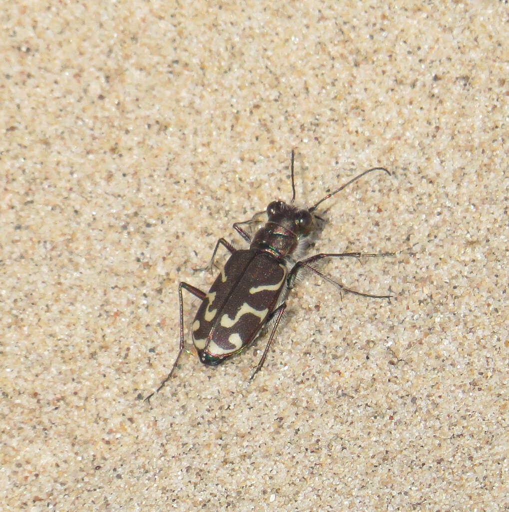 Image of Cicindela (Cicindela) tranquebarica tranquebarica Herbst 1806