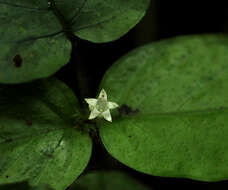 Image of Hymenocoleus hirsutus (Benth.) Robbr.