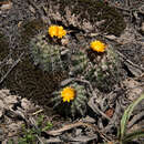 Parodia comarapana Cárdenas resmi