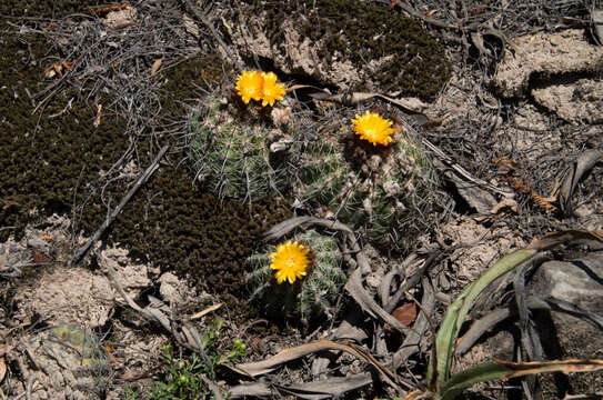 Image of Parodia comarapana Cárdenas