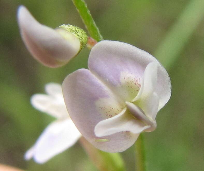 Image of Astragalus austriacus Jacq.