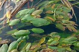 Potamogeton nodosus Poir. resmi