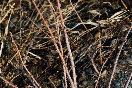 Image of Rubus sachalinensis H. Lév.