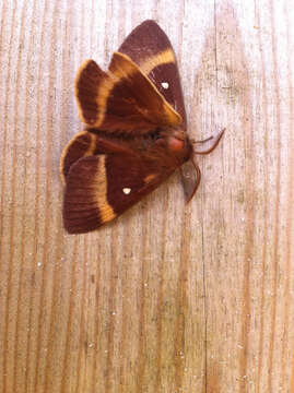 Image of oak eggar