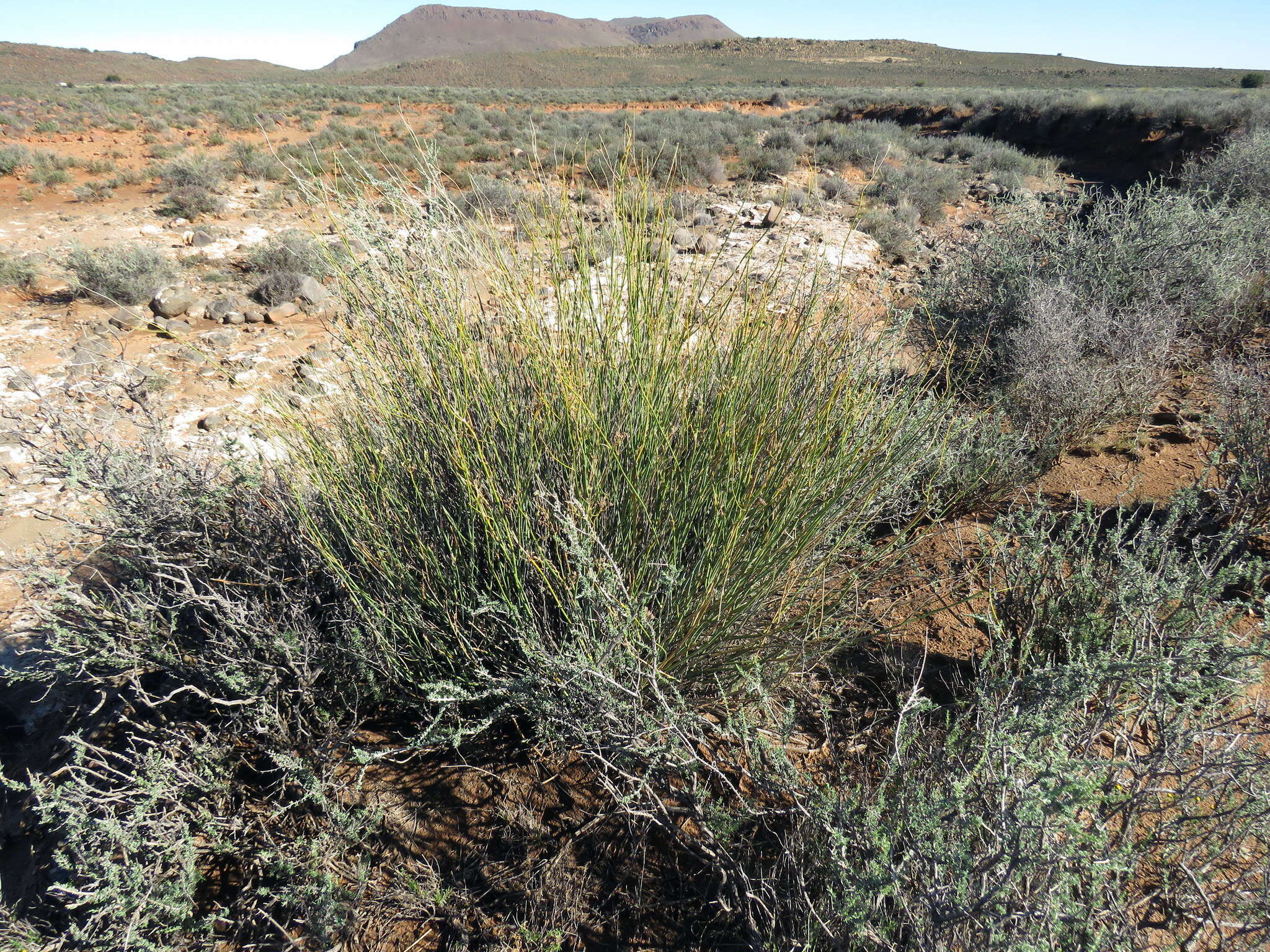 Image of Deverra denudata subsp. aphylla (Cham. & Schltdl.) Pfisterer & Podl.