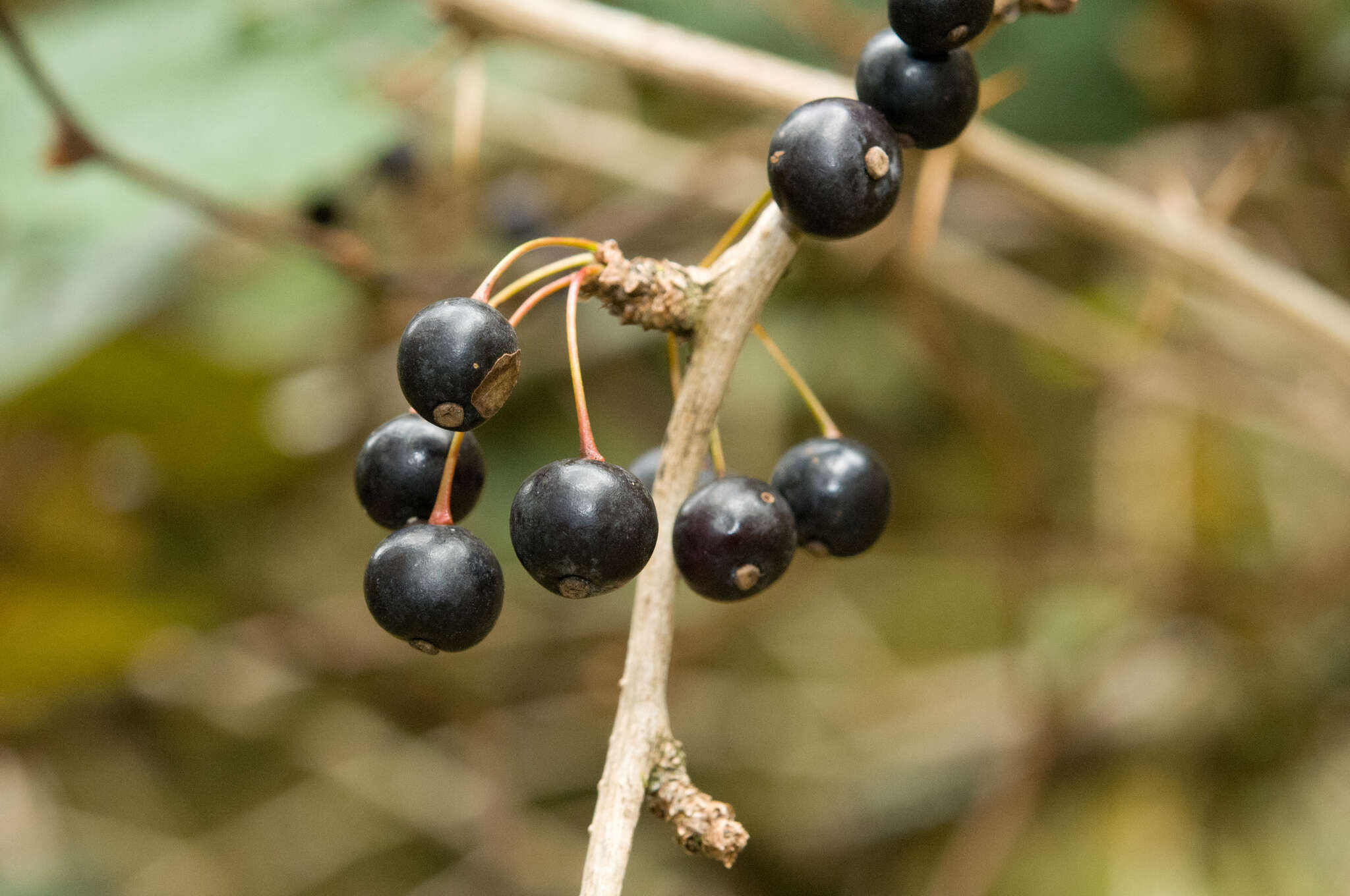 Image of Berberis pengii C. C. Yu & K. F. Chung