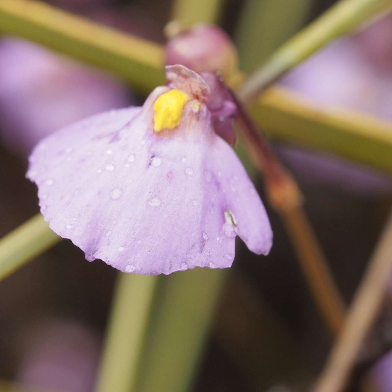 Image de Utricularia barkeri R. W. Jobson